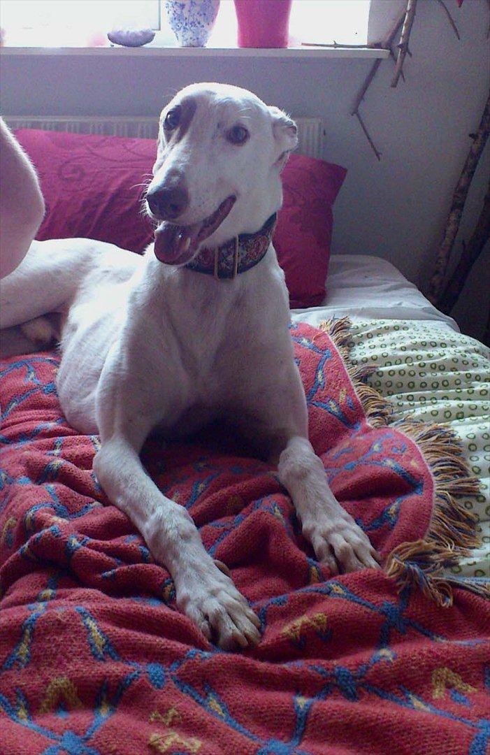 Greyhound Stouke Thunder - Thunder ligger i sengen og får smurt salve på de hudløse steder :o) billede 3