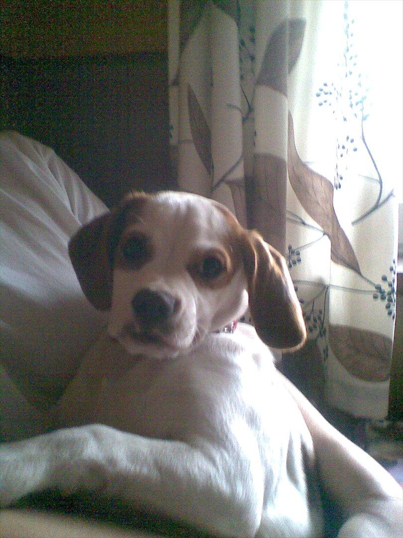 Blanding af racer Plet billede 4