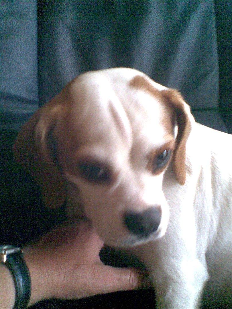 Blanding af racer Plet billede 5