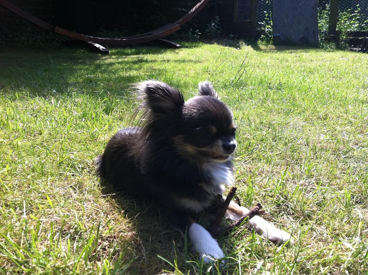 Chihuahua Novak von Lömmel - Hvad pokker er det, pinden smager af? billede 7