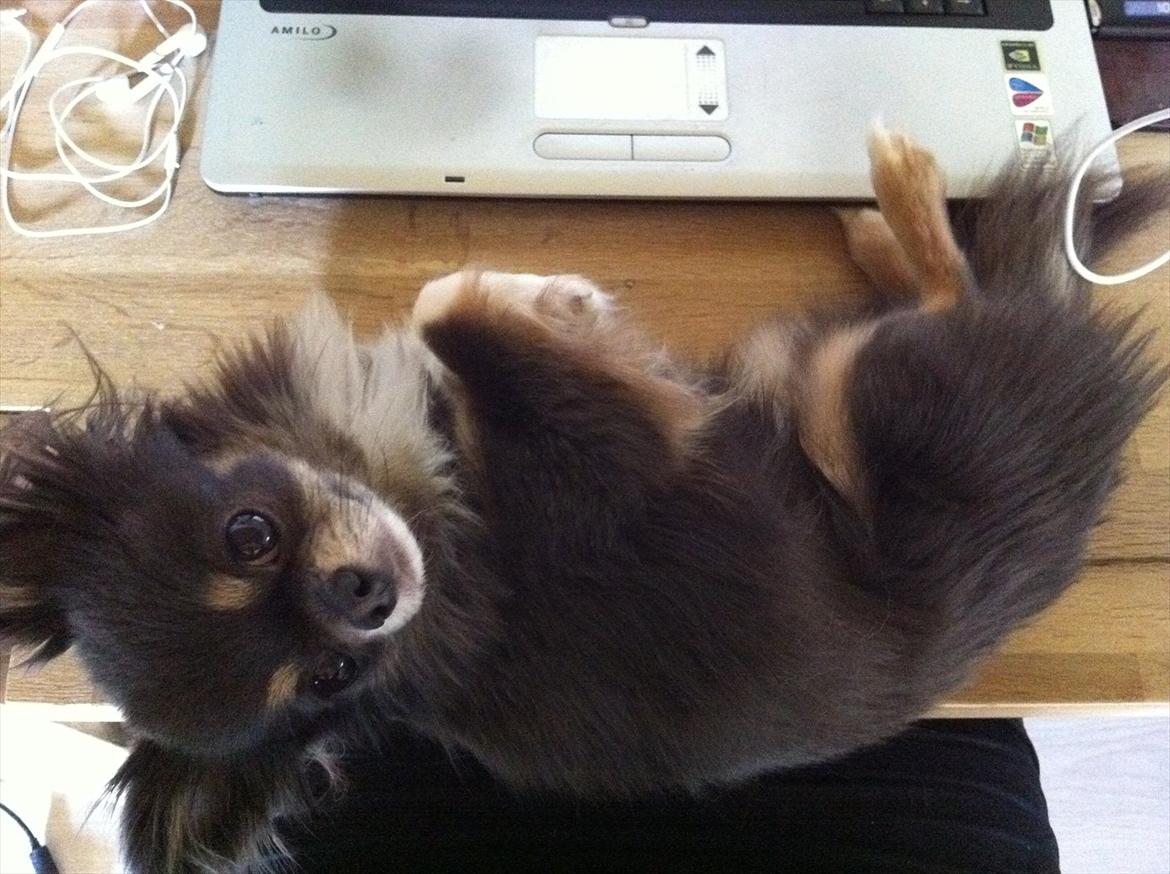 Chihuahua Novak von Lömmel - Her kan jeg da godt ligge, ikke, mor? billede 9