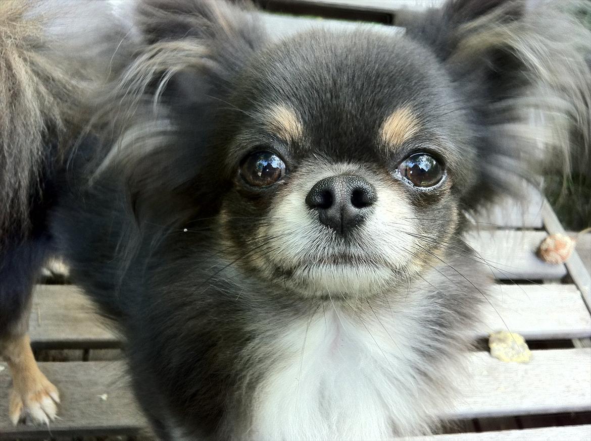 Chihuahua Novak von Lömmel - 4. september 2011 billede 6