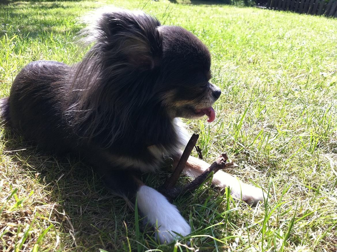 Chihuahua Novak von Lömmel - Ad! Ud med det.. billede 8