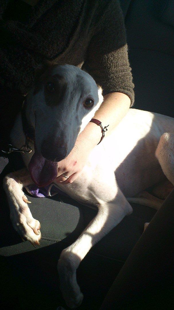 Greyhound Stouke Thunder - Thunder i bilen fra Odense til Silkeborg 3/3-11 <3 billede 4