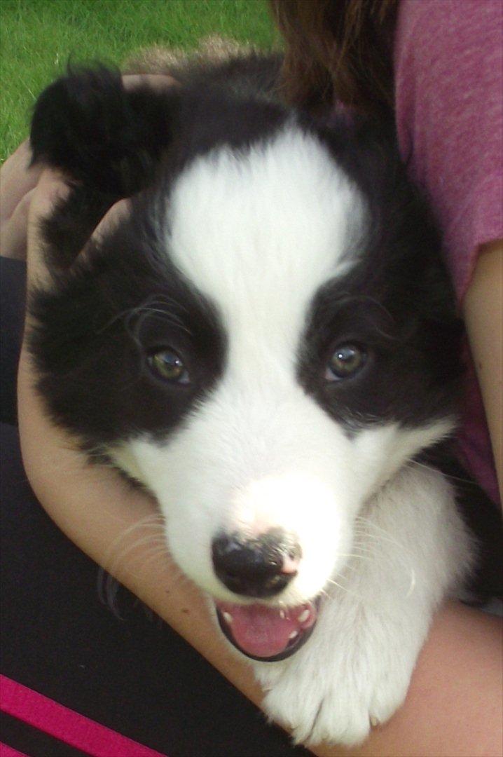 Border collie Balto - 2 uger efter Balto kom hjem til os at bo :) billede 4