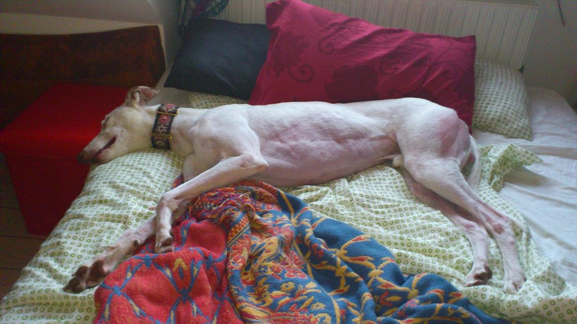 Greyhound Stouke Thunder - Sig ikke at mynder ikke er dovne! 2 timer efter hjemkomst til nyt hjem! billede 5