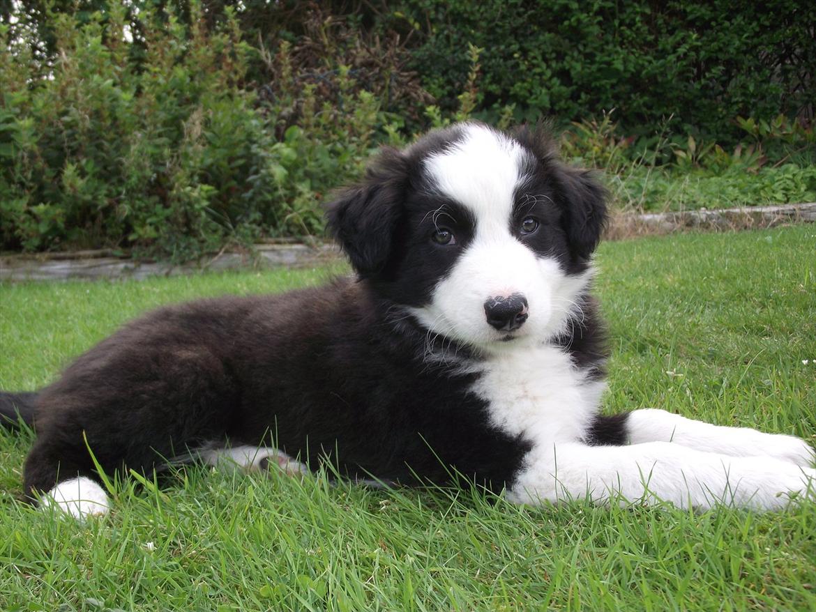 Border collie Balto - Han er herlig ! billede 5