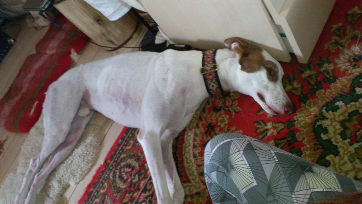 Greyhound Stouke Thunder - Ren afslapning! <'3 billede 6