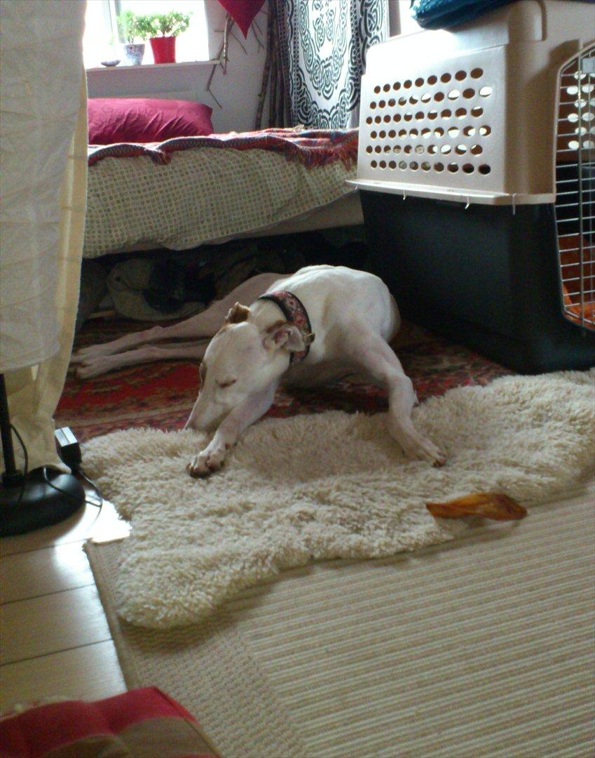 Greyhound Stouke Thunder - Yndlings sove-sted når mødrene har taget sofaen :o) billede 7