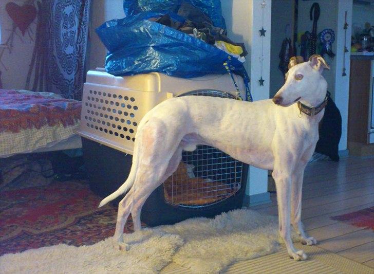 Greyhound Stouke Thunder - Mr. Stouke Thunder himself ;) billede 2