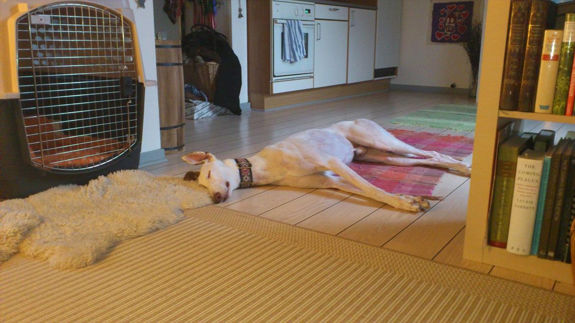 Greyhound Stouke Thunder - Thunders yndlingsbeskæftigelse! billede 8