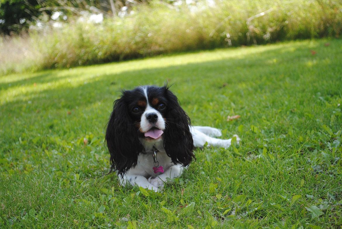 Cavalier king charles spaniel Cuba billede 8