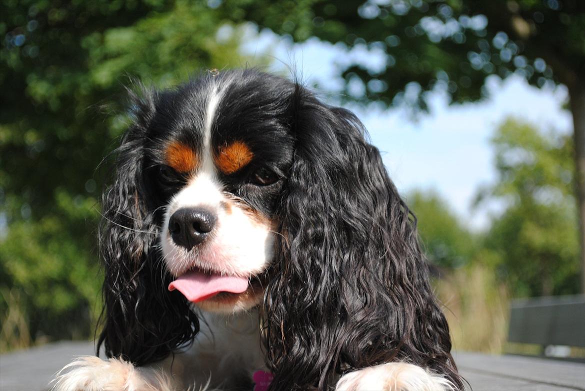 Cavalier king charles spaniel Cuba billede 5