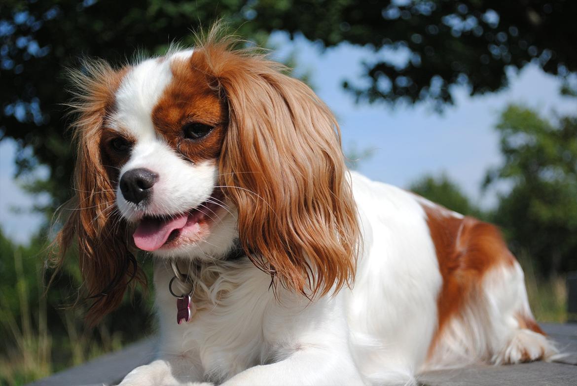 Cavalier king charles spaniel nala billede 3