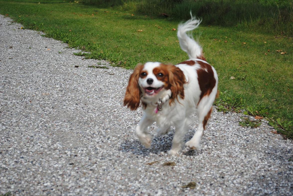 Cavalier king charles spaniel nala billede 20