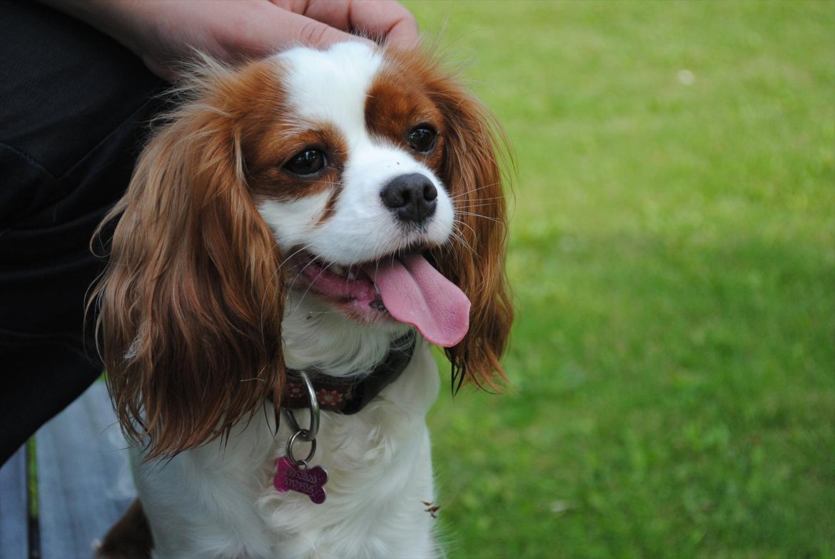 Cavalier king charles spaniel nala billede 6