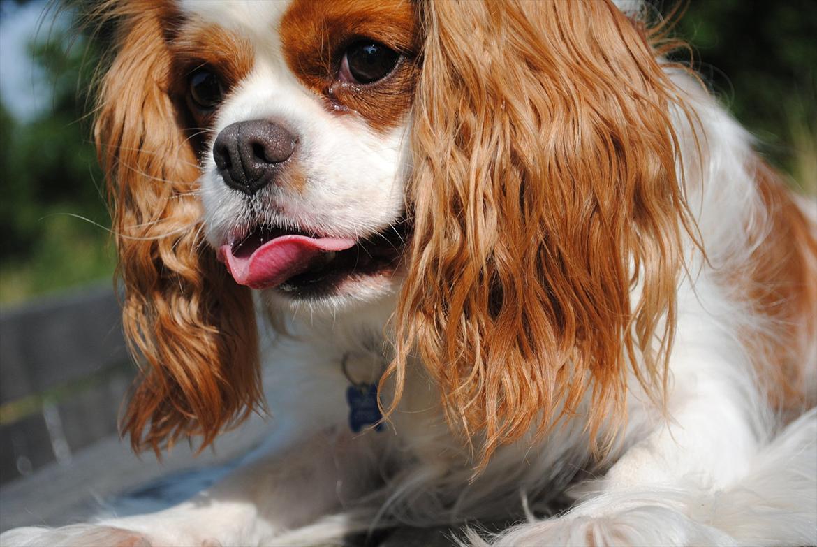 Cavalier king charles spaniel milo billede 3