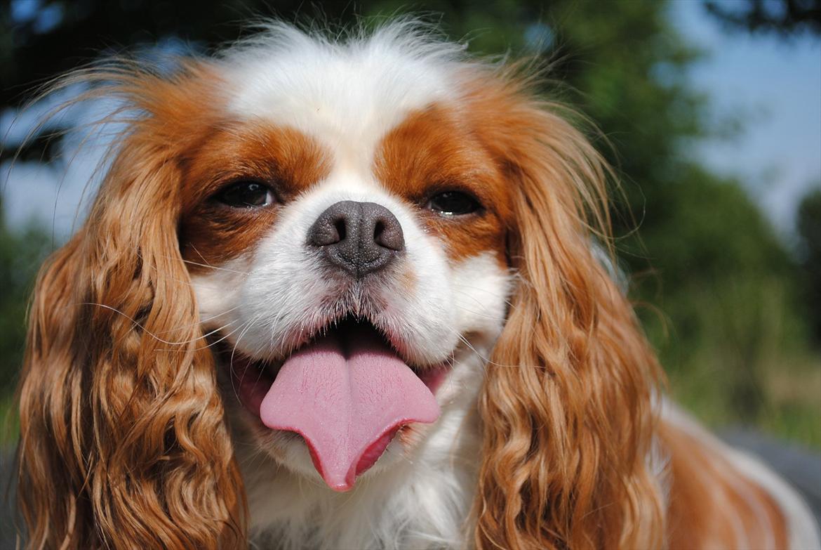 Cavalier king charles spaniel milo billede 4