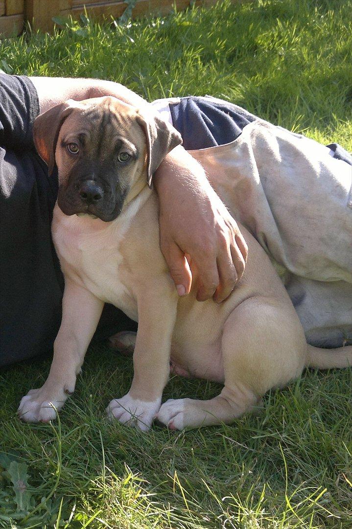 Blanding af racer broholmer/boxer  navn Elvis billede 1