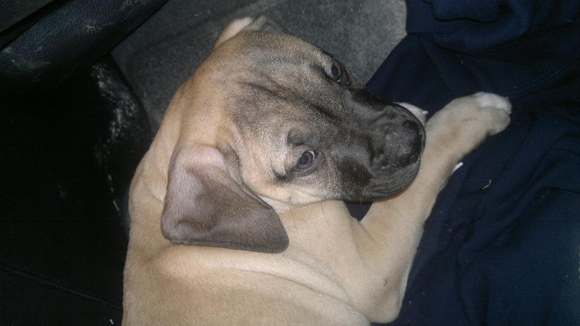 Blanding af racer broholmer/boxer  navn Elvis billede 2