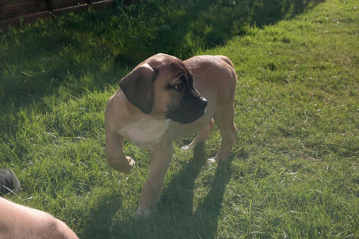 Blanding af racer broholmer/boxer  navn Elvis billede 3