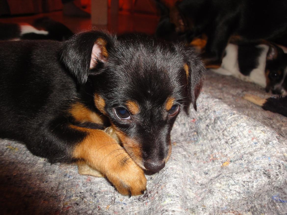 Blanding af racer Myrna billede 2