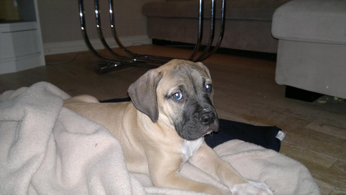 Blanding af racer broholmer/boxer  navn Elvis billede 4