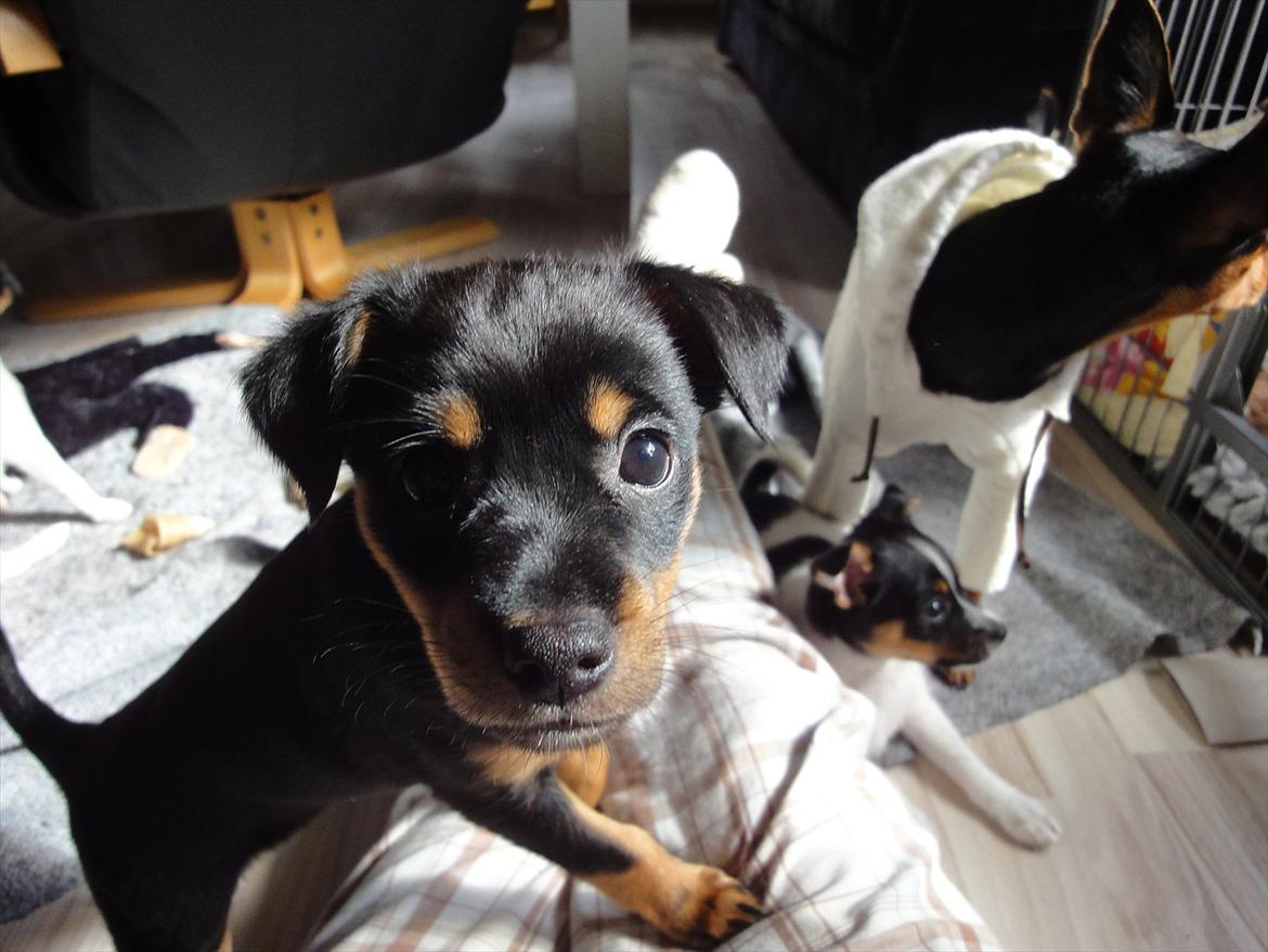 Blanding af racer Myrna billede 3