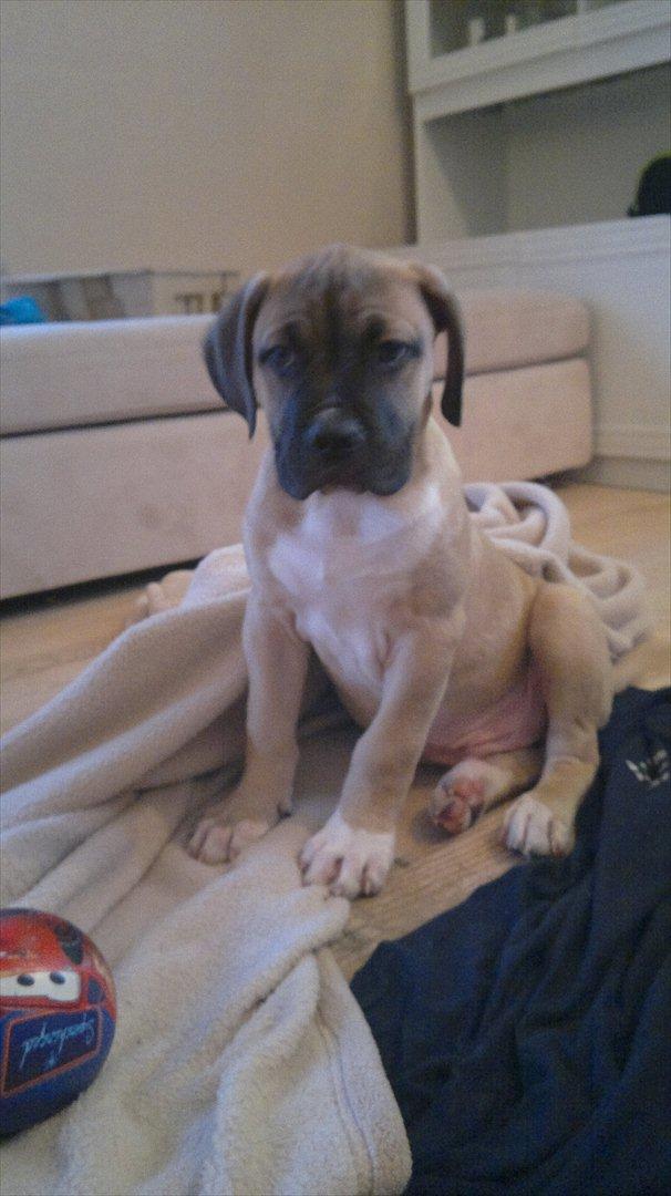 Blanding af racer broholmer/boxer  navn Elvis billede 5