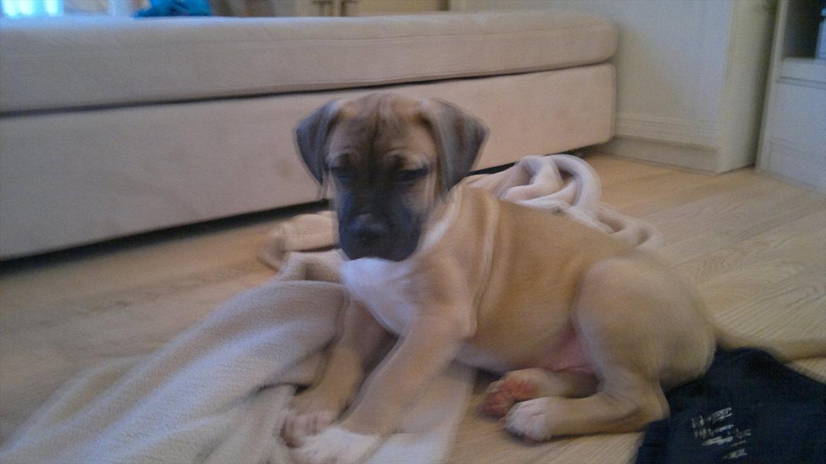 Blanding af racer broholmer/boxer  navn Elvis billede 6