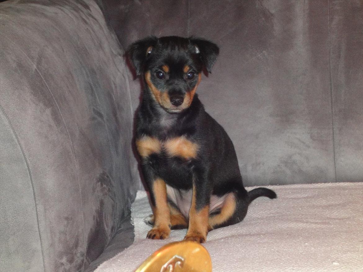 Blanding af racer Myrna billede 1