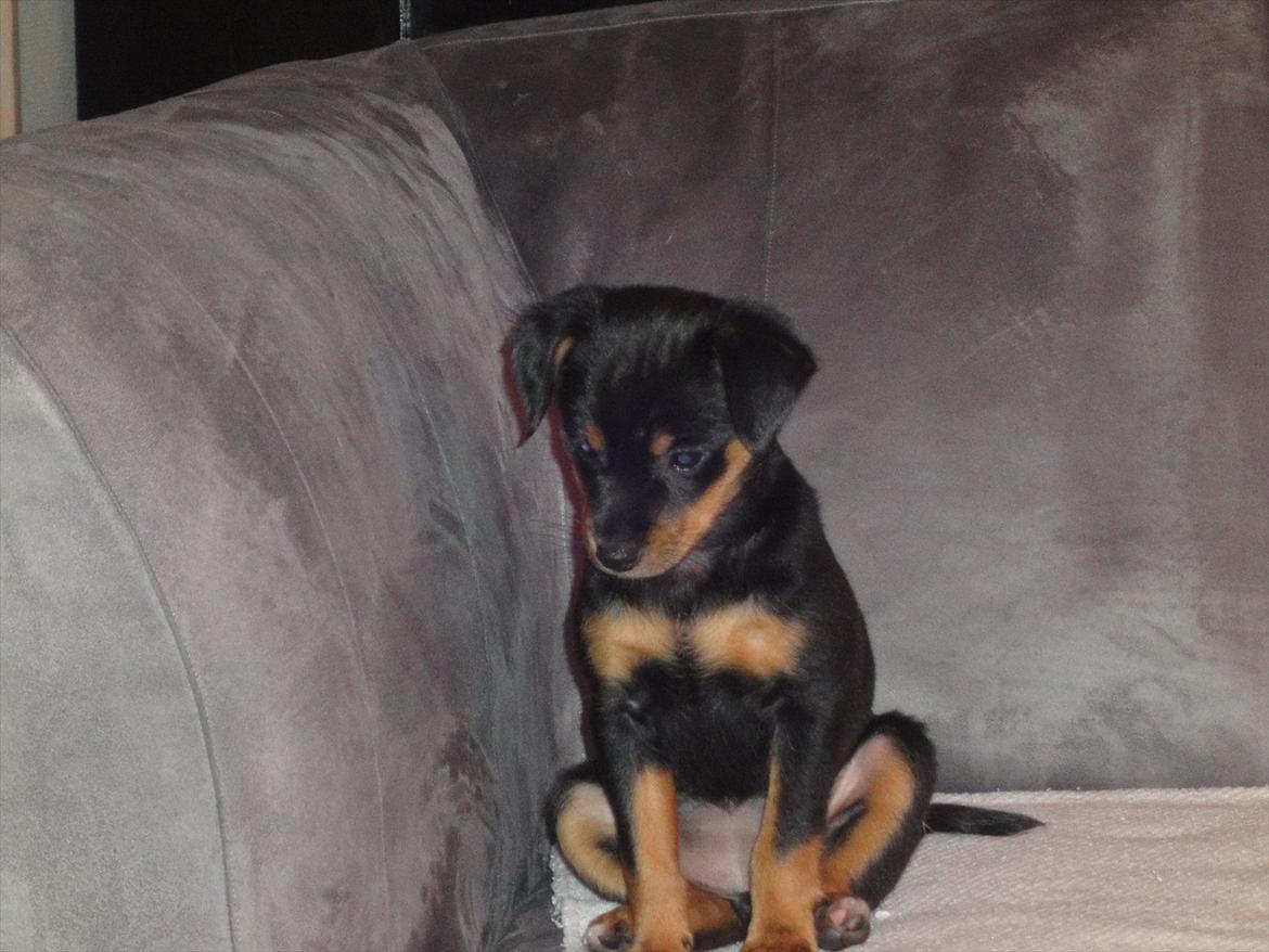 Blanding af racer Myrna billede 4