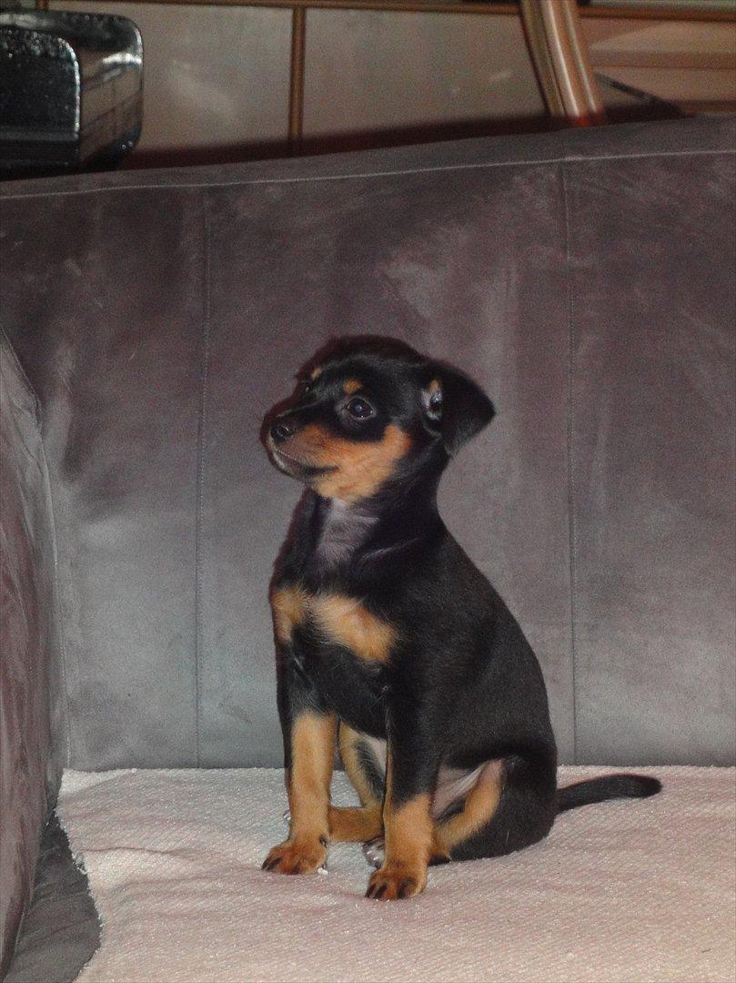 Blanding af racer Myrna billede 5