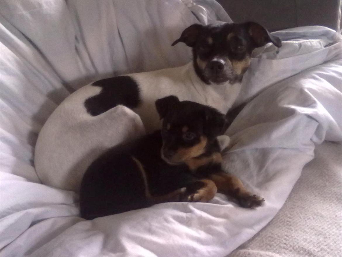 Blanding af racer Myrna - Mor og datter billede 6