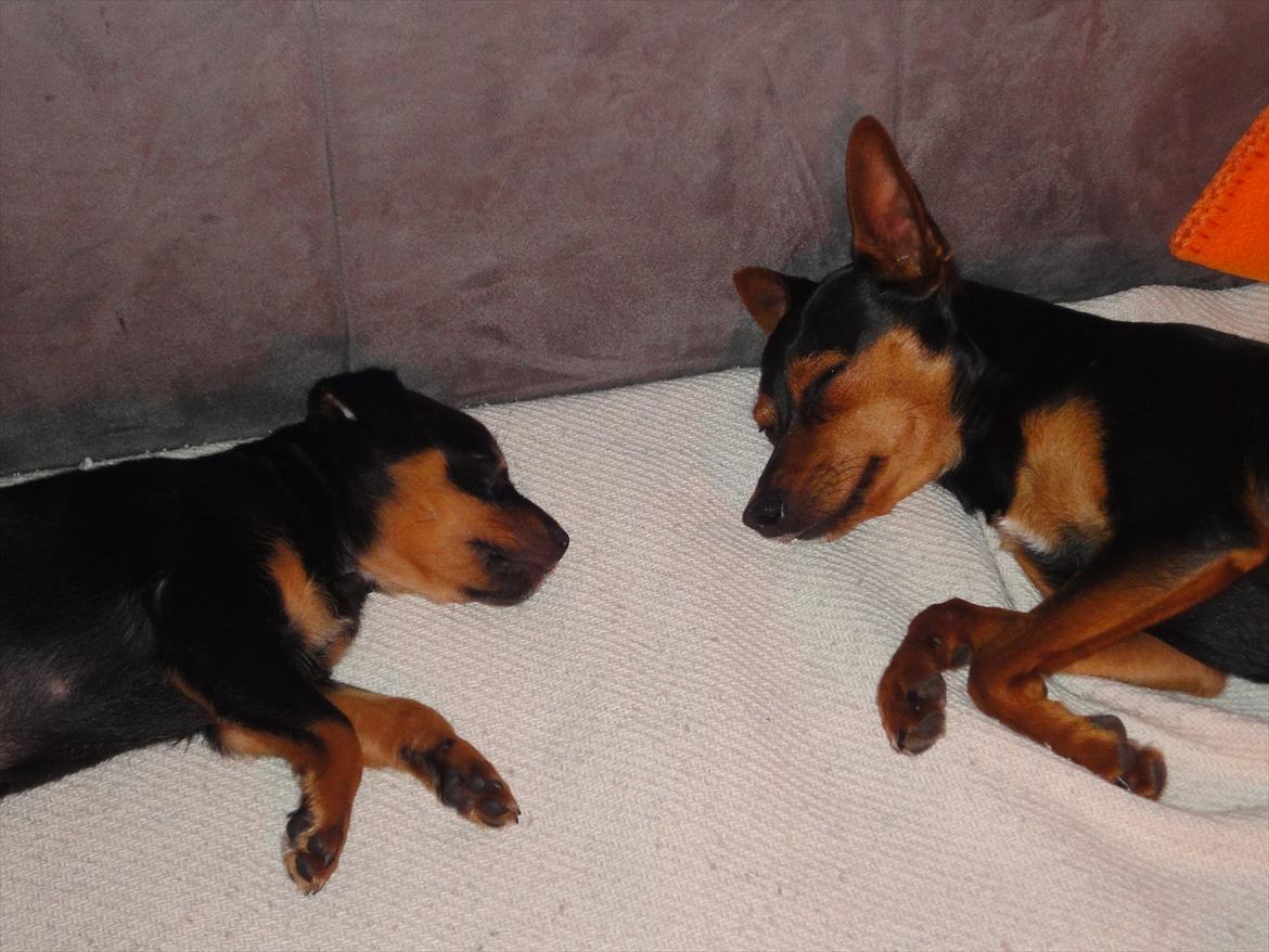 Blanding af racer Myrna - Far og datter billede 7