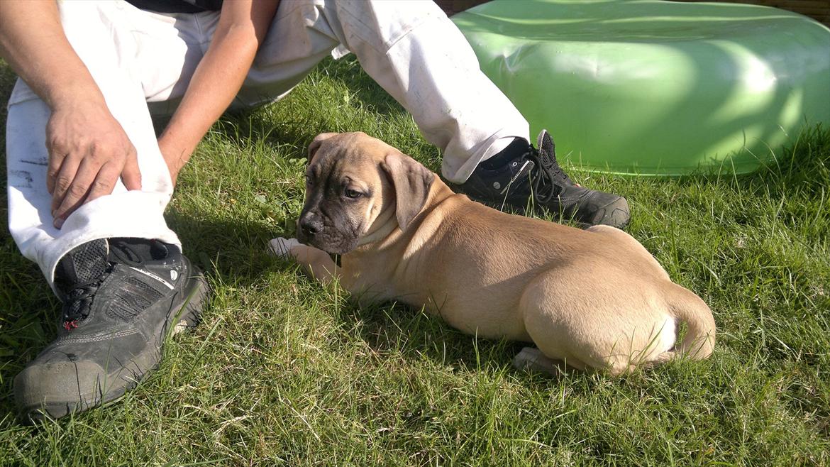 Blanding af racer broholmer/boxer  navn Elvis billede 7