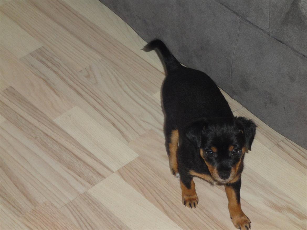 Blanding af racer Myrna billede 8