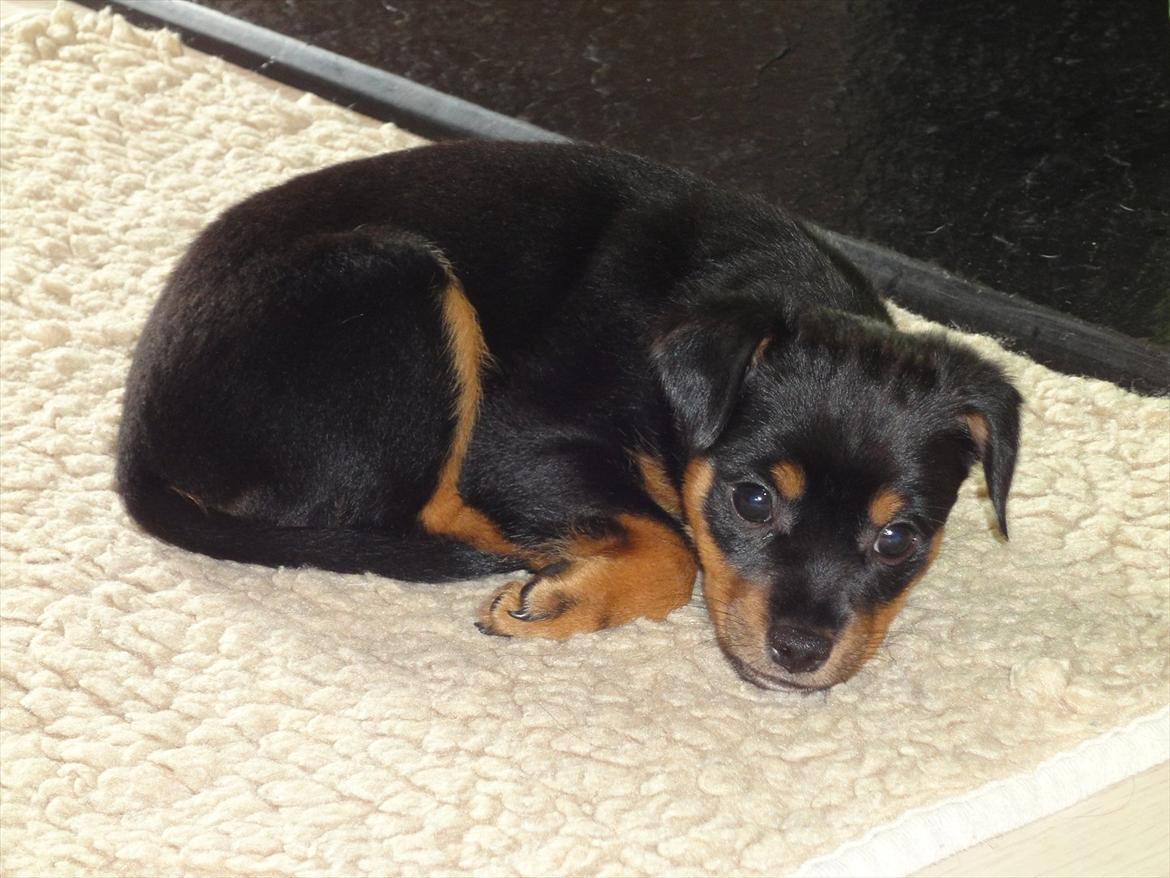 Blanding af racer Myrna billede 9