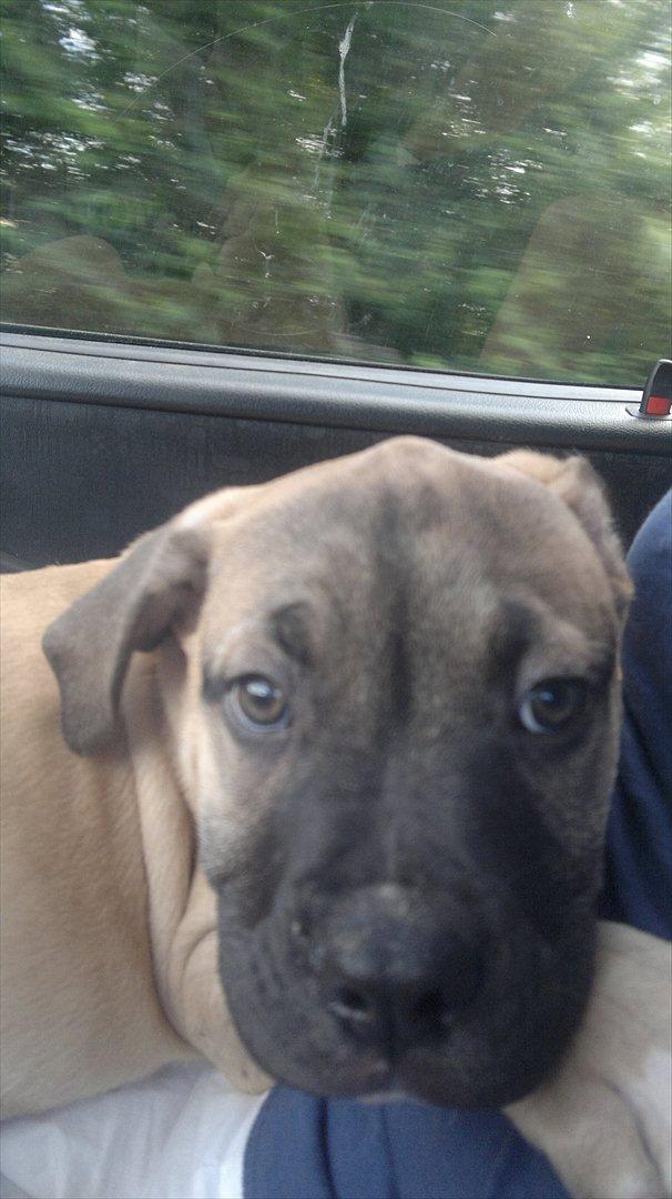 Blanding af racer broholmer/boxer  navn Elvis billede 8