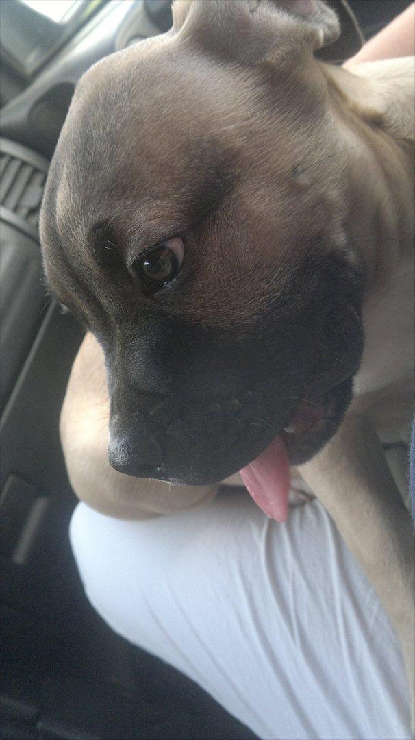 Blanding af racer broholmer/boxer  navn Elvis billede 9