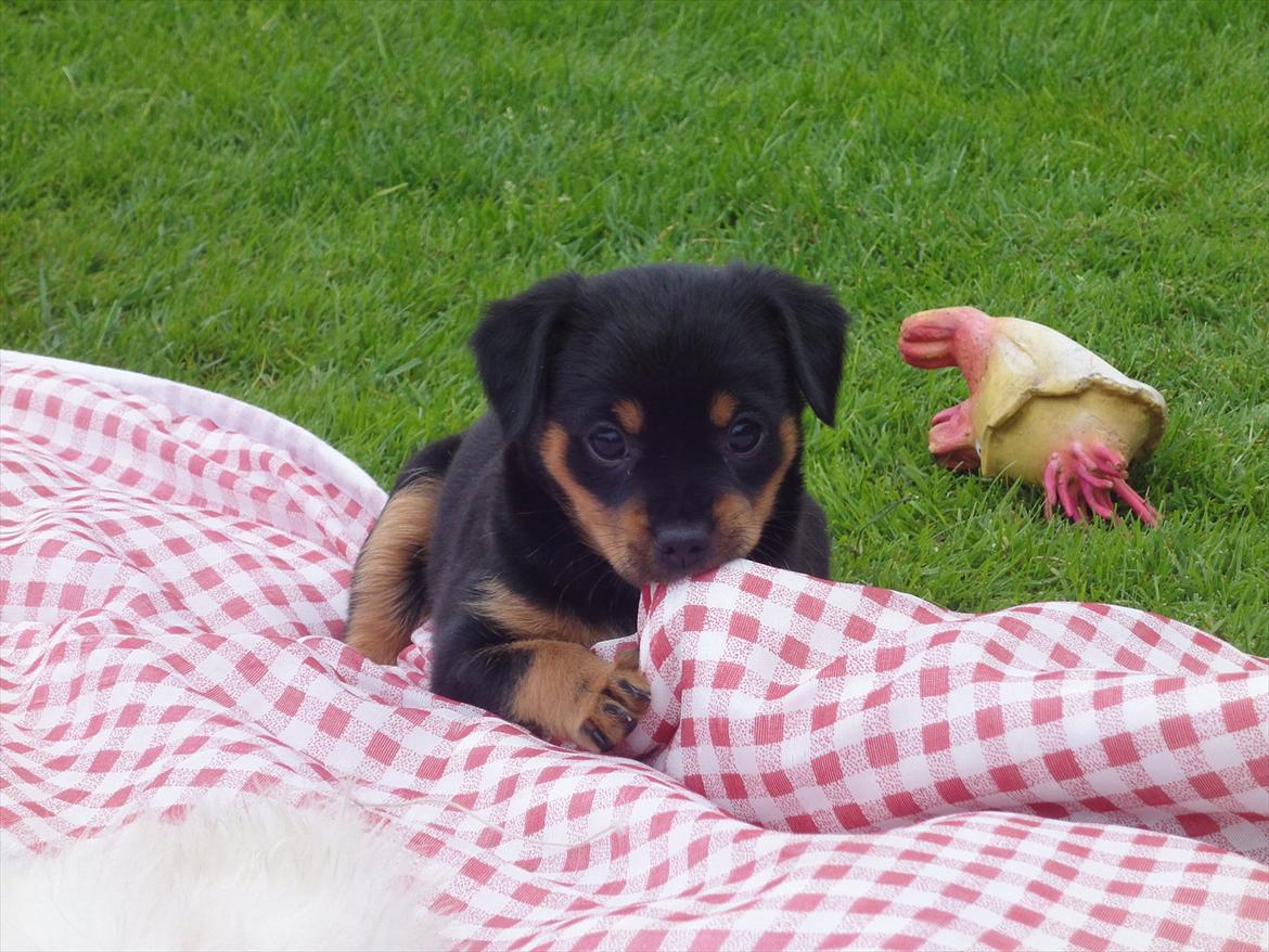 Blanding af racer Myrna billede 10