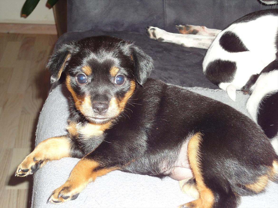 Blanding af racer Myrna billede 11