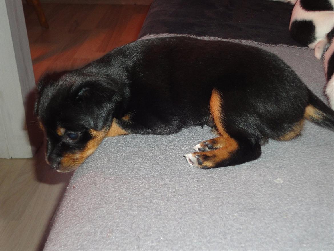 Blanding af racer Myrna billede 12