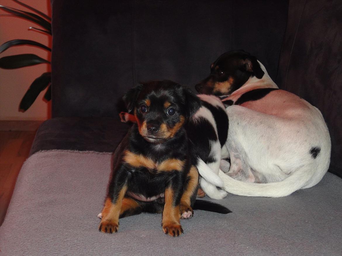 Blanding af racer Myrna billede 13