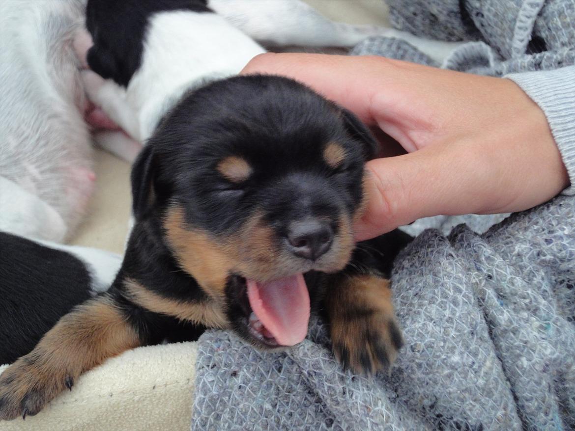 Blanding af racer Myrna billede 14