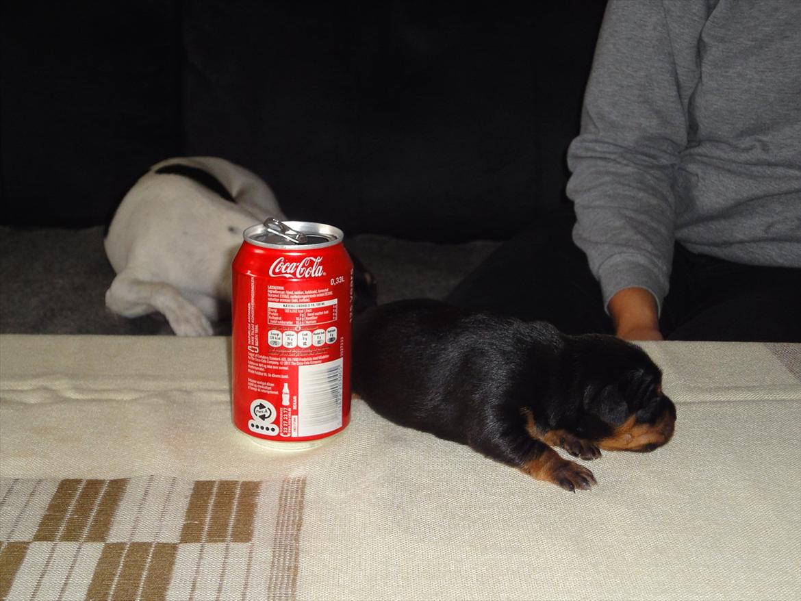 Blanding af racer Myrna billede 15