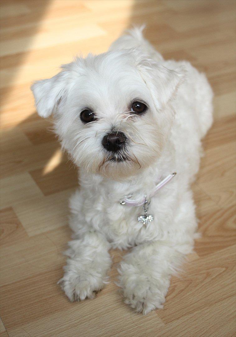 Malteser Carla billede 1