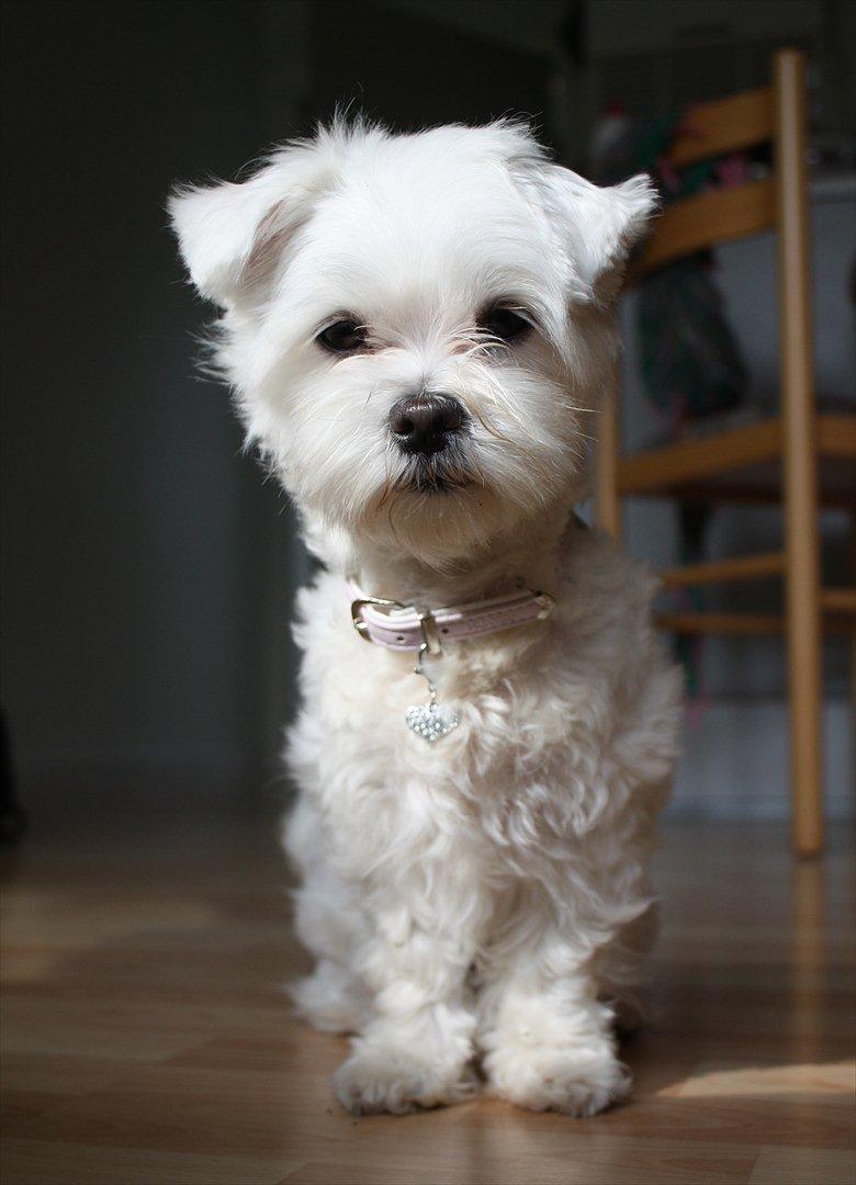 Malteser Carla billede 7