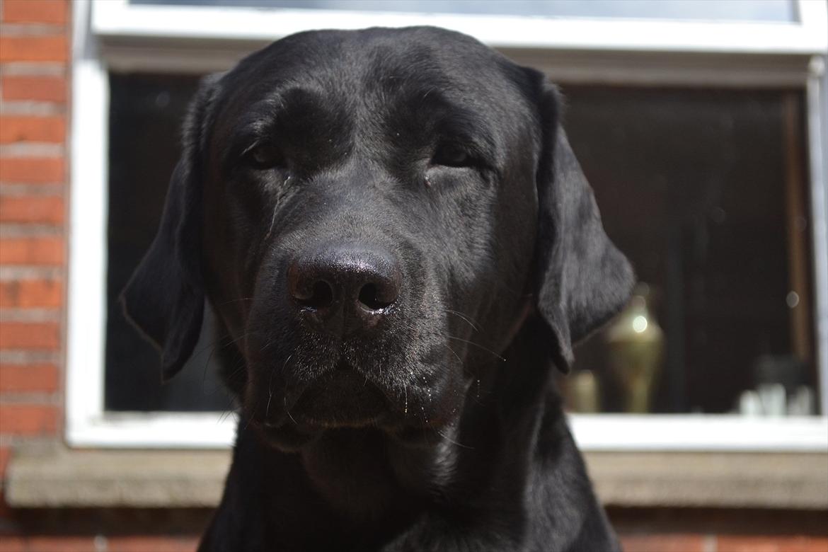 Labrador retriever Athos RIP billede 18