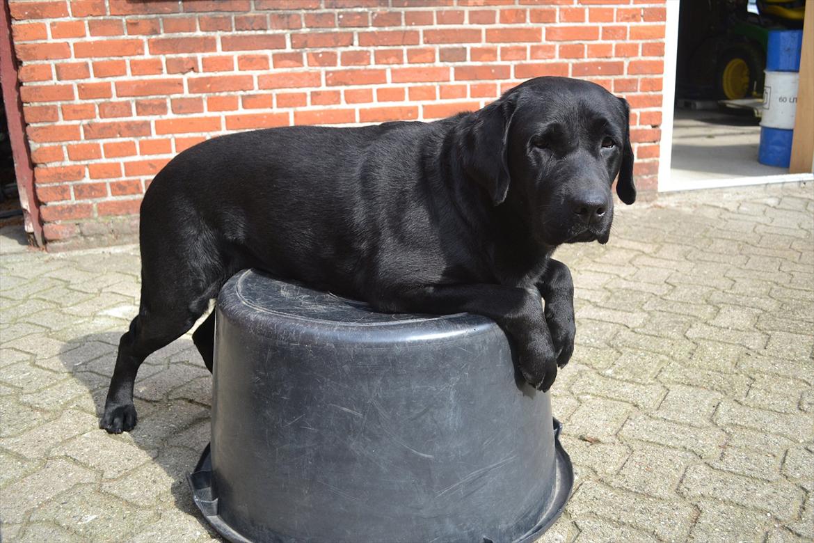 Labrador retriever Athos RIP billede 19